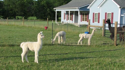 Alpacas enjoying their life at Steden Farm Alpacas Alpacas enjoying their life at Steden Farm Alpacas
