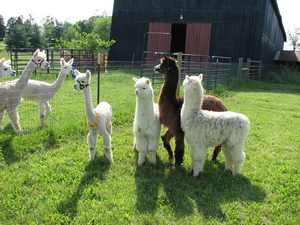 Alpacas visiting with each other